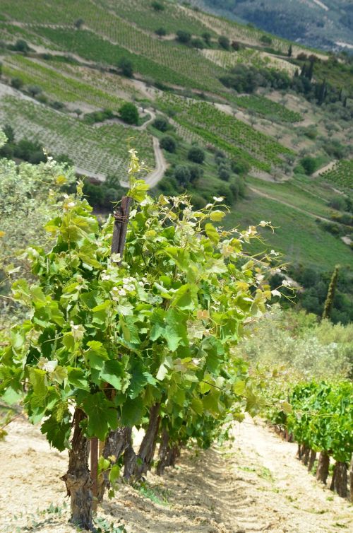 vineyard wine agriculture