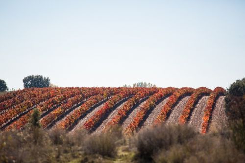 vineyard vines field