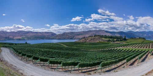 vineyard lake view panorama