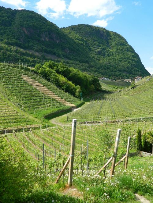 vineyard grapes italy