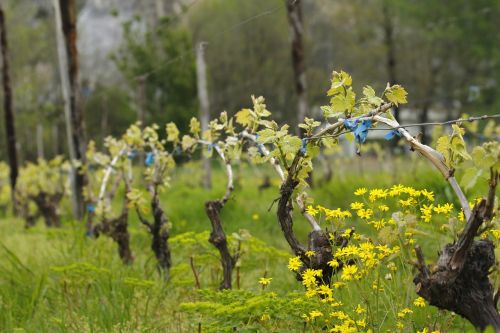 vineyard spring nature
