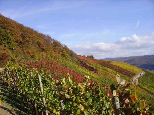 vineyard vines fall foliage