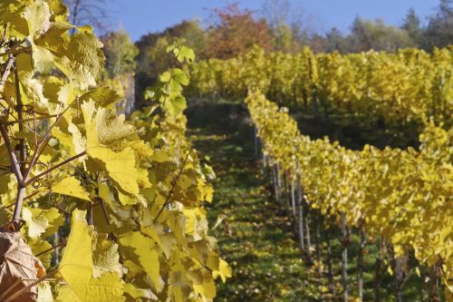 vineyard wine winegrowing