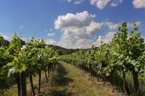 vineyard clouds sky