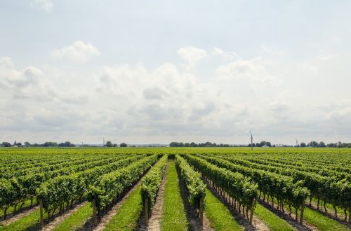 vineyard wine grape