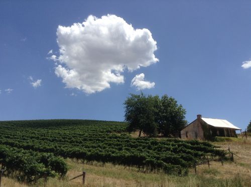 vineyard vine cloud