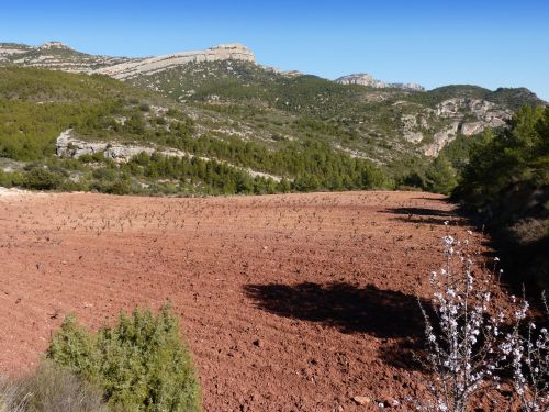 vineyard mountain vineyard priorat