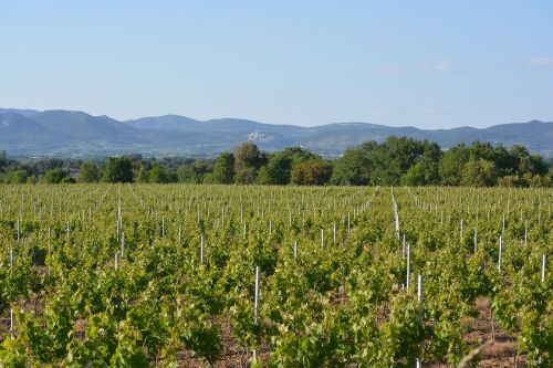 vineyard landscape dentelles the montmirail