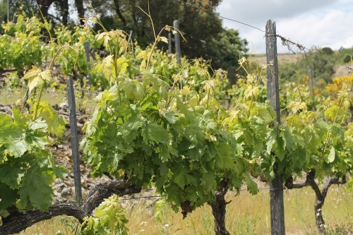 vineyard white nature