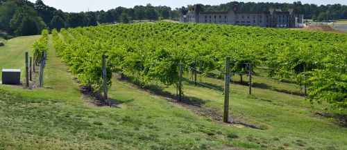 vineyard winery landscape