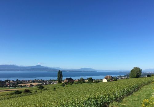 vineyard lake switzerland