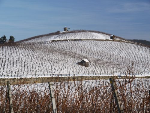 vineyard winter snow
