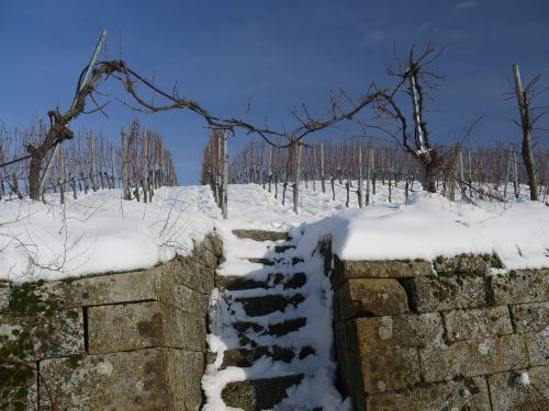 vineyard winter snow