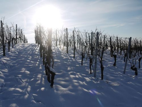 vineyard winter snow