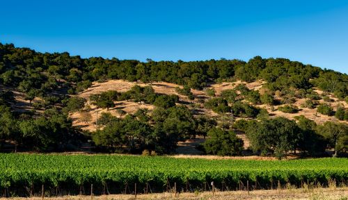 vineyard california napa valley