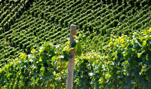 vineyard vine wine