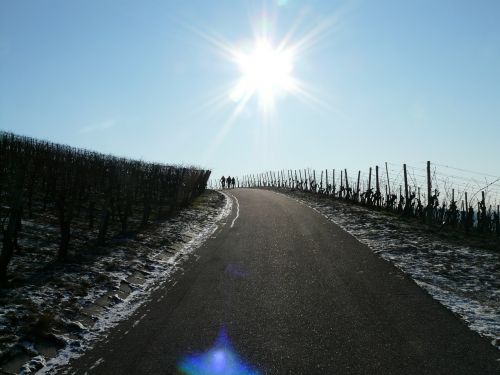 vineyard winter vine