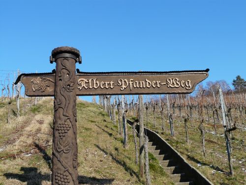 vineyard wine winegrowing