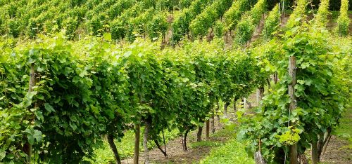 vineyard grapes gold