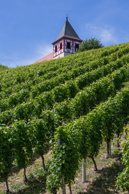 vineyard michaelsberg cleebronn