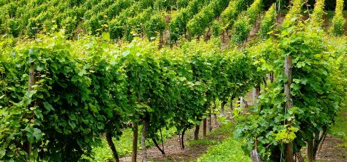 vineyard vines winegrowing