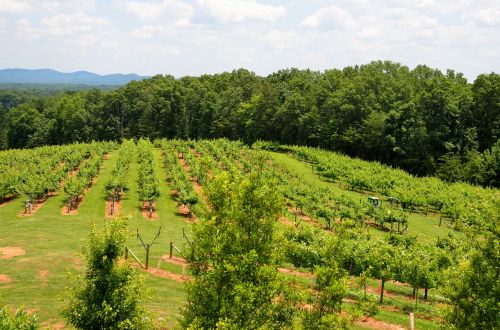 vineyard winery landscape