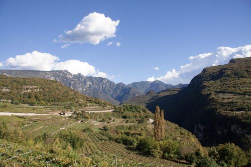 vineyard slope wine