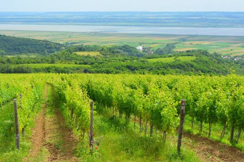 vineyard landscape wine
