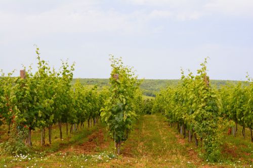 vineyard landscape wine