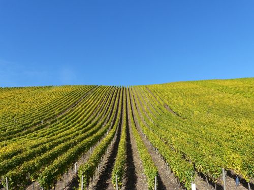 vineyard autumn leaves