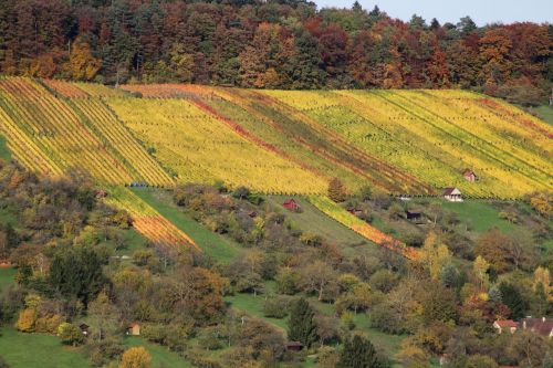 vineyard autumn nature