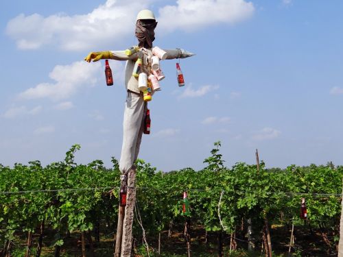 vineyard grape vine scarecrow