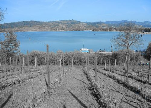 vineyard wine lake