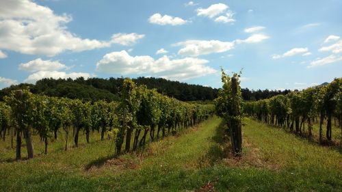 vineyard sky vegetation