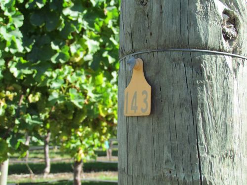 vineyard post number