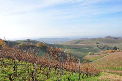 vineyard wine grapes