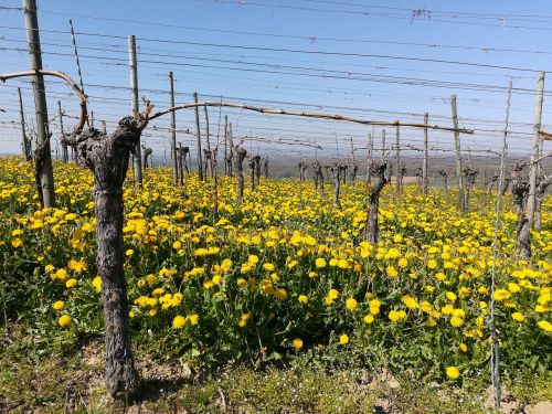 vineyard dandelion markgräflerland