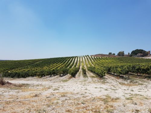 vineyard vine grapes