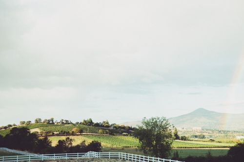 vineyard farm country