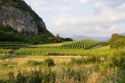 vineyard landscape rural