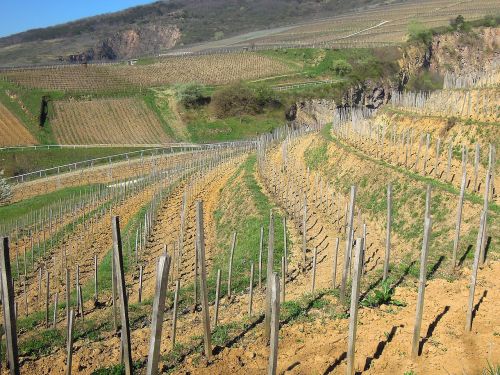 vineyard grape spring