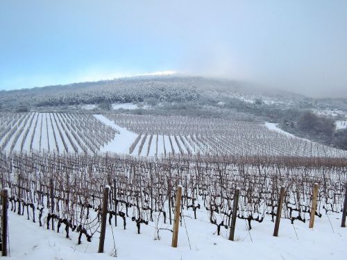 vineyard grape winter