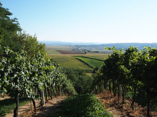 vineyard hill green