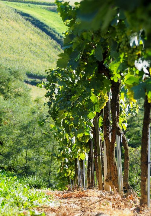 vineyard vines line