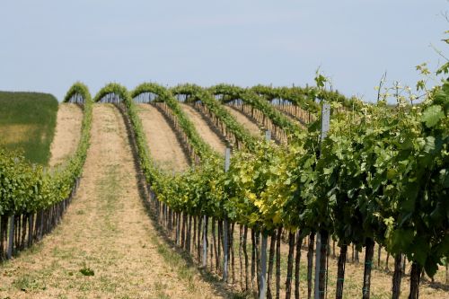 vineyard vineyards vine