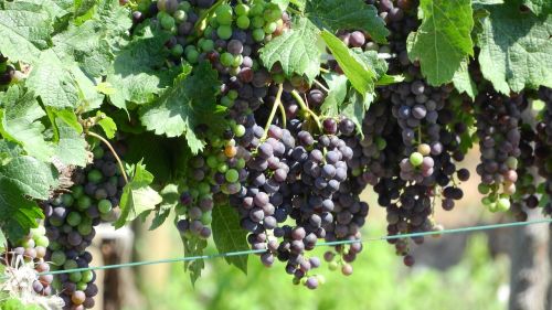 vineyard grapevine viticulture