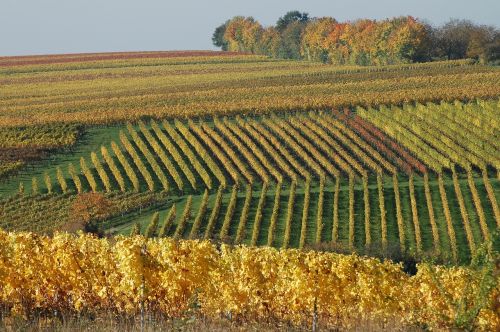 vineyard autumn winegrowing