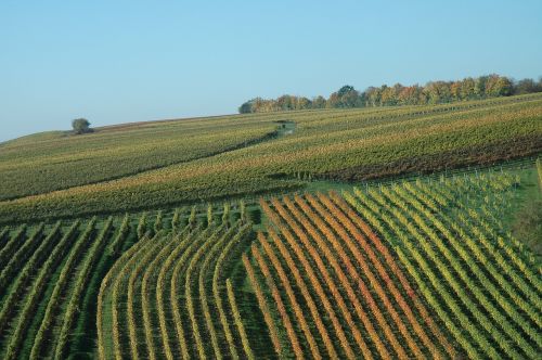 vineyard autumn winegrowing