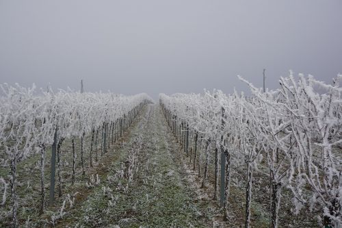 vineyard ice winter