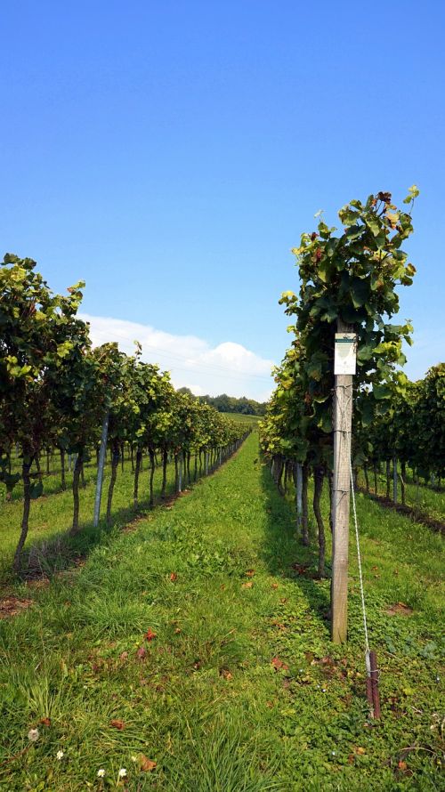 vineyard wingert vines